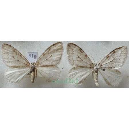 Epirrita christyi (Allen, 1906) pair Paśnik grabowiak Czech91g